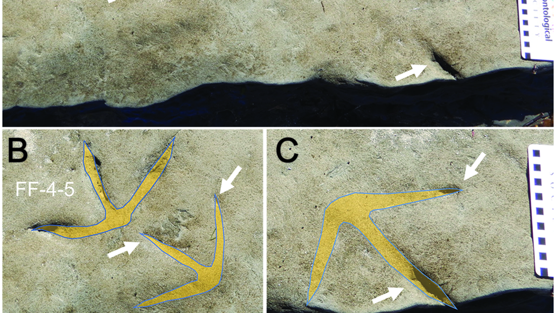 120 Million Year Old Bird Tracks Found Descendants Of Dinosaurs