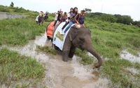 Tak Ada Lagi Tunggang Gajah Dan Gajah Main Bola Di Way Kambas