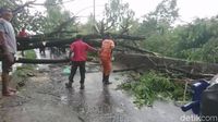 Hujan Deras Guyur Padang Sejumlah Wilayah Banjir Dan Pohon Pohon Tumbang