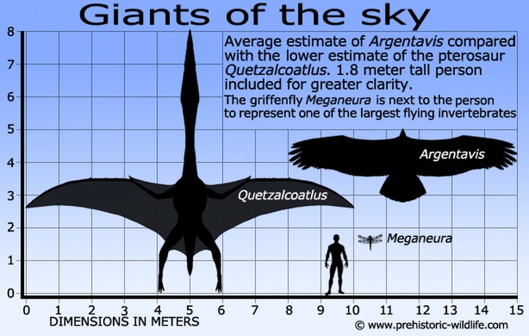 argentavis