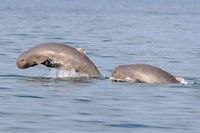 Pesut Mahakam Kebanggaan Kalimantan Yang Nyaris Punah