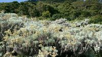 Kisah Edelweiss Bunga Abadi Yang Terancam Punah