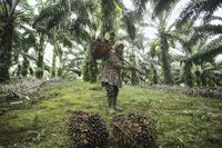 Pilu Transmigran Di Kalimantan Rindu Pulang Ke Kampung Halamannya