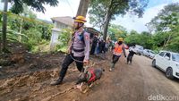 Anjing Pelacak Endus Jejak Korban Tertimpa Longsor Usai Gempa Cianjur