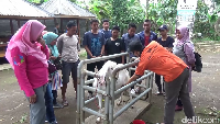 Liburan Sambil Belajar Jadi Peternak Kambing Di Lereng Gunung Semeru