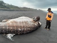 Lagi Hiu Tutul Tewas Terdampar Dekat Tpi Bayeman Kulon Progo