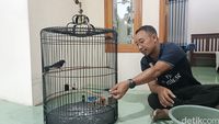 Guru Di Probolinggo Raup Cuan Puluhan Juta Dari Ternak Burung Murai Medan