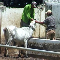 Masih Banyak Sapi Digelonggong Jelang Idul Adha