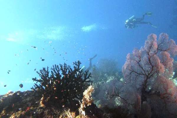 Pulau Menjangan Surga Bawah Laut Di Sisi Lain Bali