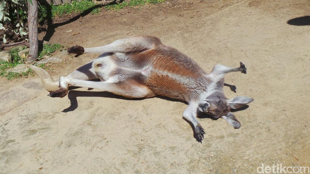 Belajar Move On Dari Kanguru Dan Emu Di Kebun Binatang Taronga Sydney