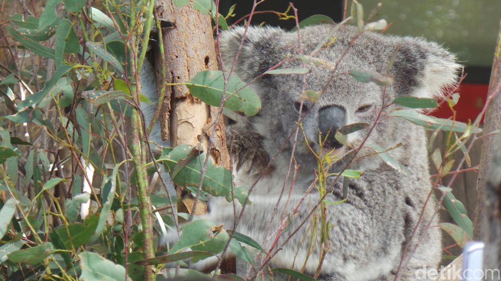 Belajar Move On Dari Kanguru Dan Emu Di Kebun Binatang Taronga Sydney