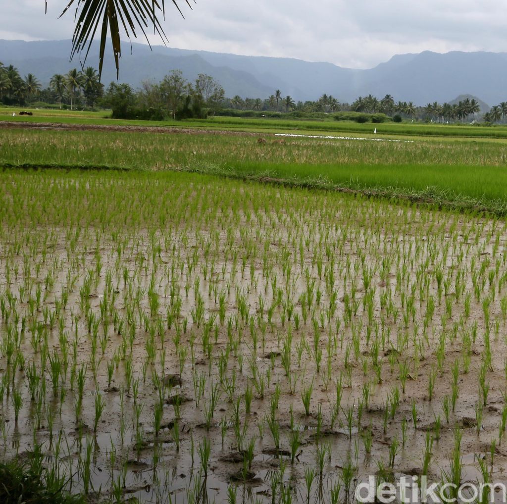 Mentan Jamin Sawah Terendam Banjir Tak Ganggu Stok Beras Nasional Mentan Jamin Sawah Terendam Banjir Tak Ganggu Stok Beras Nasional