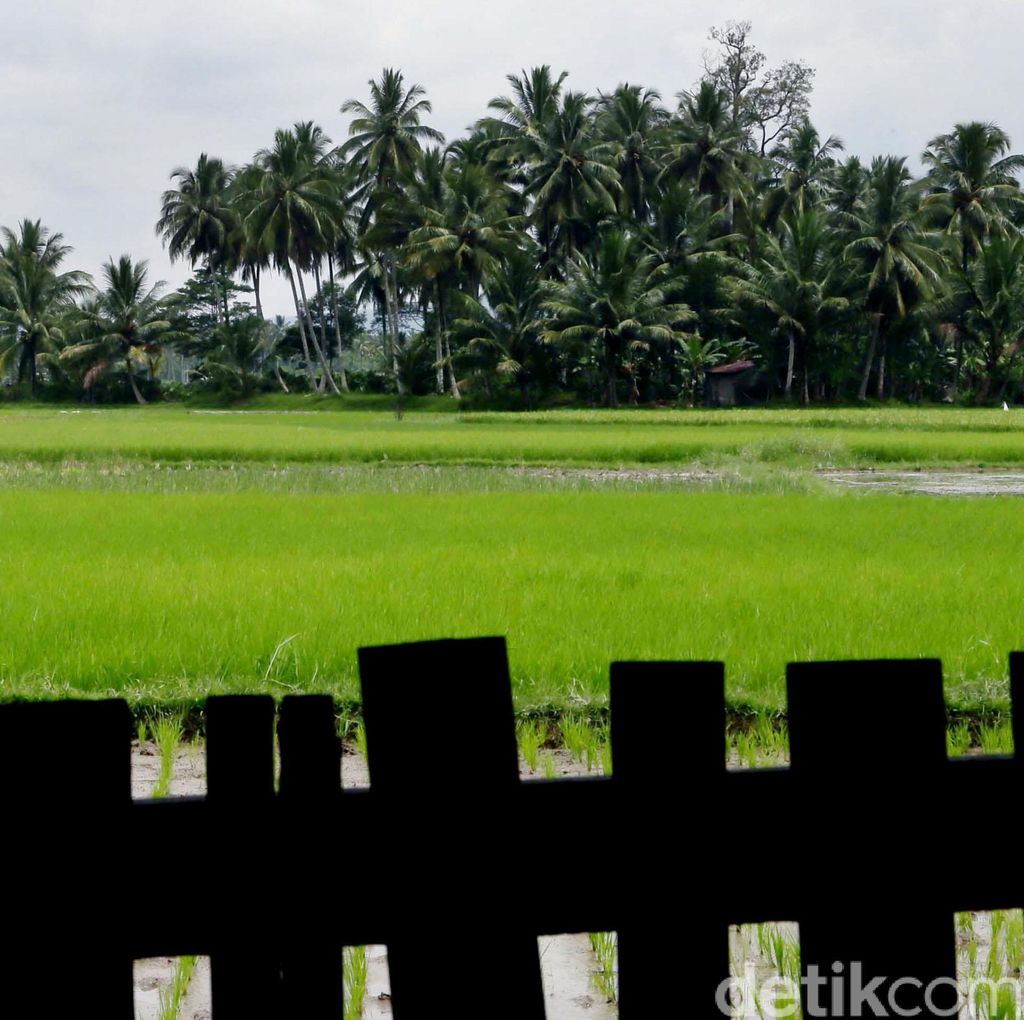 Solusi Mentan Atasi Kerugian Sawah Terendam Banjir Solusi Mentan Atasi Kerugian Sawah Terendam Banjir