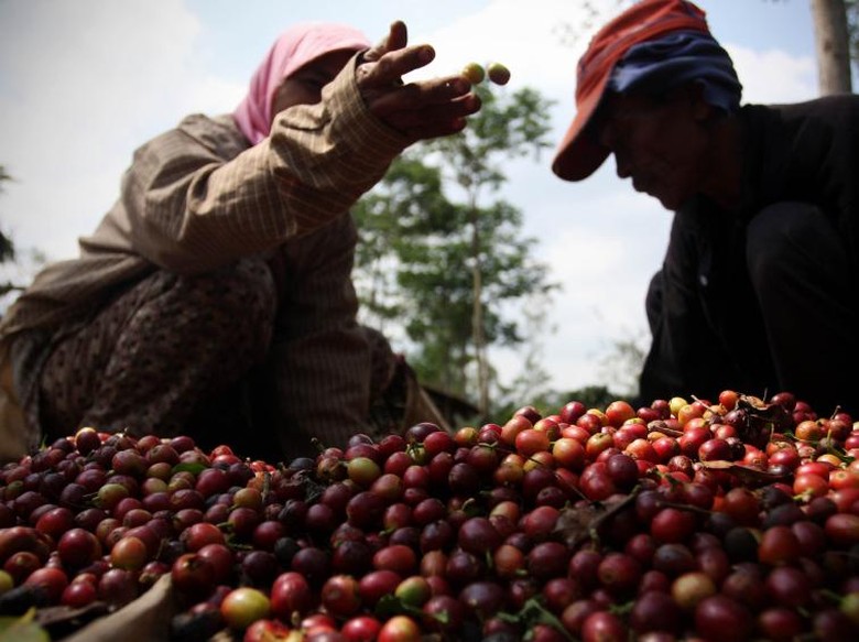 Kirim Ahli ke Vietnam, RI Belajar Tingkatkan Produktivitas Kopi Kirim Ahli ke Vietnam, RI Belajar Tingkatkan Produktivitas Kopi