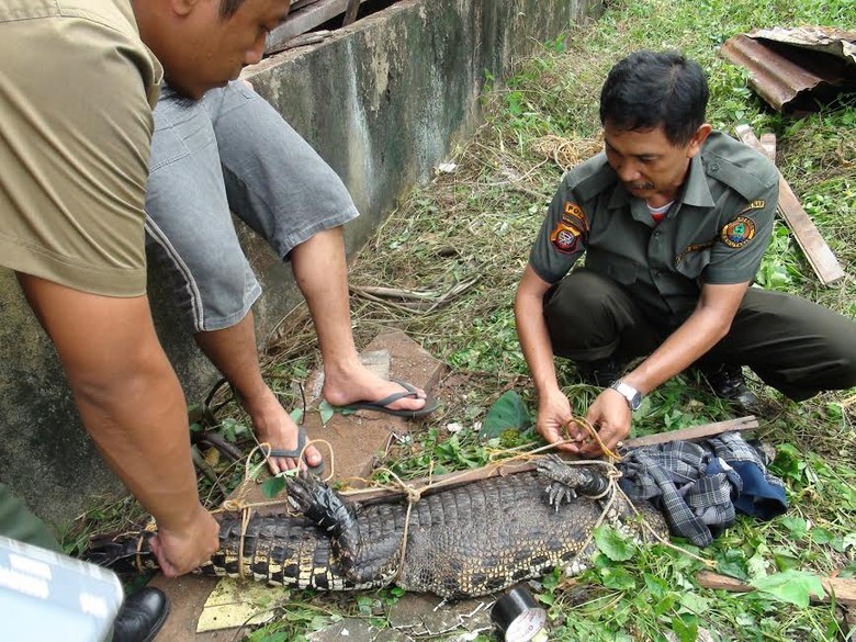 Buaya Ukuran 2 Meter ini Dievakuasi Tim BKSDA dari Rumah Warga Buaya Ukuran 2 Meter ini Dievakuasi Tim BKSDA dari Rumah Warga