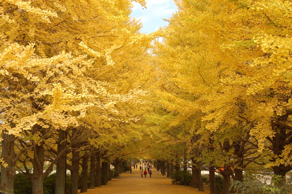 Saatnya Menikmati Indahnya Musim Gugur Di Jepang