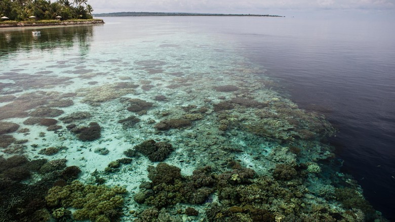Foto: Wakatobi, kecantikan di bagian kaki Pulau Sulawesi (Thinkstock) Foto: Wakatobi, kecantikan di bagian kaki Pulau Sulawesi (Thinkstock)