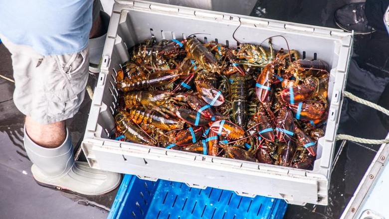 Ratusan Nelayan di Jember Disinyalir Masih Berburu Bayi Lobster Ratusan Nelayan di Jember Disinyalir Masih Berburu Bayi Lobster