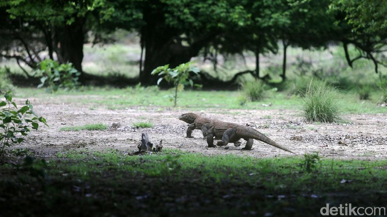 Komodo, si Naga Purba (Agung Pambudhy/detikTravel) Komodo, si Naga Purba (Agung Pambudhy/detikTravel)