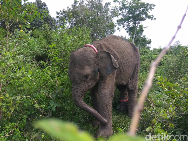 PLG Aceh Besar Rawat Anak Gajah Liar yang Alami Gizi Buruk PLG Aceh Besar Rawat Anak Gajah Liar yang Alami Gizi Buruk