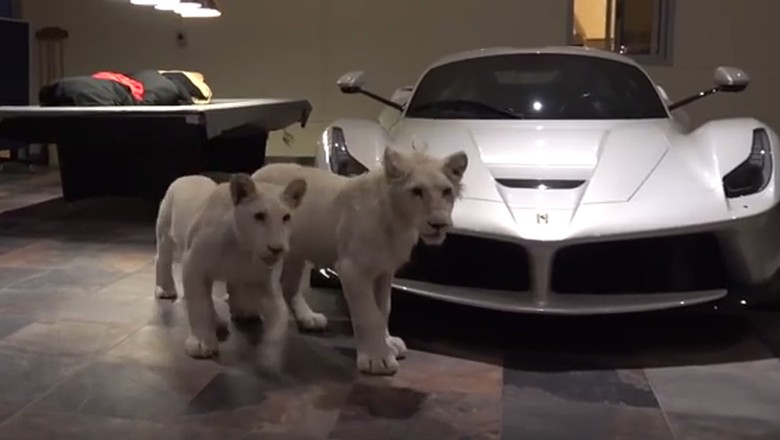 Orang Kaya Qatar Jaga Mobil Mewahnya Pakai Anak Singa Putih Orang Kaya Qatar Jaga Mobil Mewahnya Pakai Anak Singa Putih
