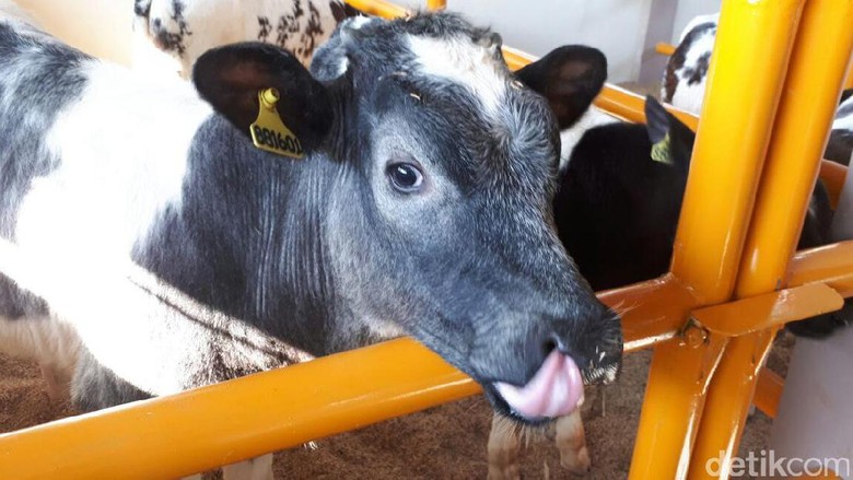 Kementan Siapkan 20 Miliar Kembangkan Sapi Belgian Blue Kementan Siapkan 20 Miliar Kembangkan Sapi Belgian Blue