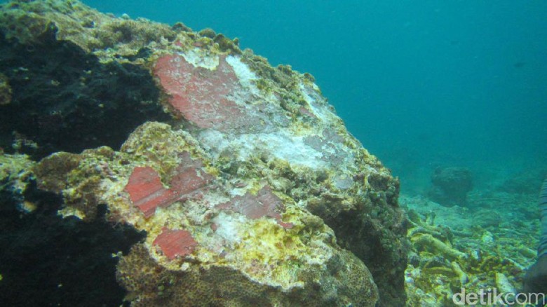 Sebagian Wilayah Raja Ampat Ditutup untuk Survei Kerusakan Sebagian Wilayah Raja Ampat Ditutup untuk Survei Kerusakan