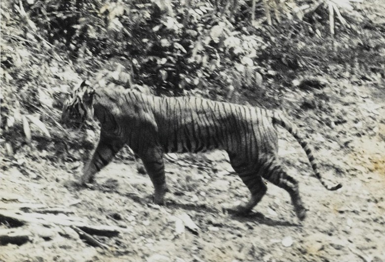 Rampogan Sima, Tradisi Membantai Macan di Tanah Jawa Rampogan Sima, Tradisi Membantai Macan di Tanah Jawa