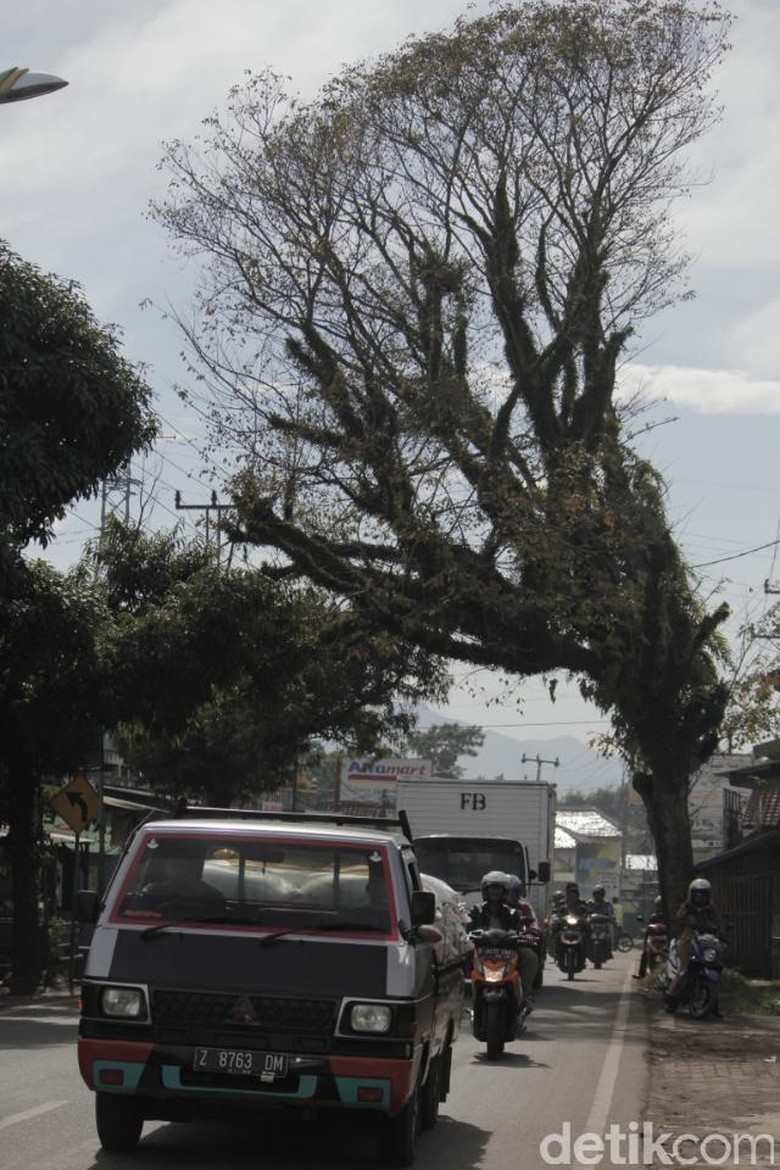 Pohon Tua Ancam Pengendara di Jalan Raya Banjaran-Soreang Pohon Tua Ancam Pengendara di Jalan Raya Banjaran-Soreang