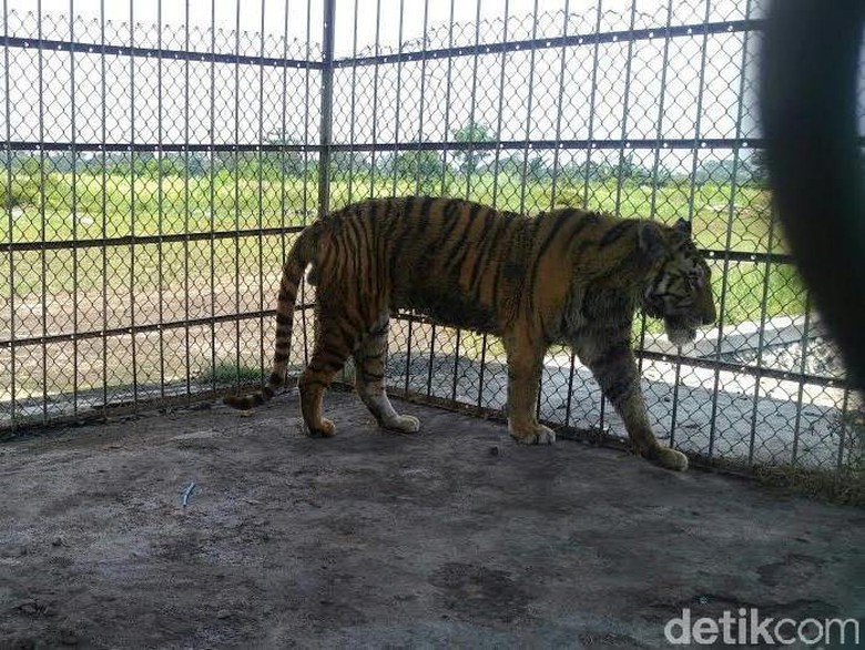 Harimau dari Ponpes Metal Jalani Perawatan di Rumah Sakit Satwa Harimau dari Ponpes Metal Jalani Perawatan di Rumah Sakit Satwa