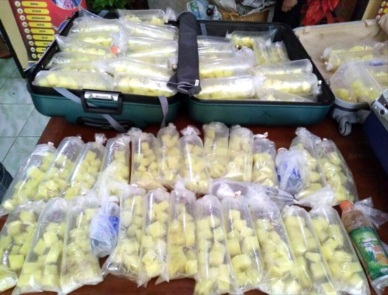 Polres Sukabumi Gagalkan Penyelundupan Puluhan Ribu Bayi Lobster Polres Sukabumi Gagalkan Penyelundupan Puluhan Ribu Bayi Lobster