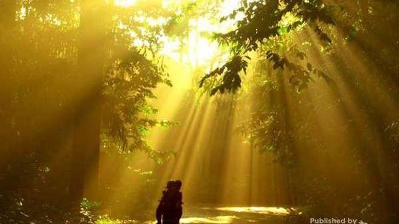 Foto: Hutan Cifor (Robert Adolf/dTraveler) Foto: Hutan Cifor (Robert Adolf/dTraveler)