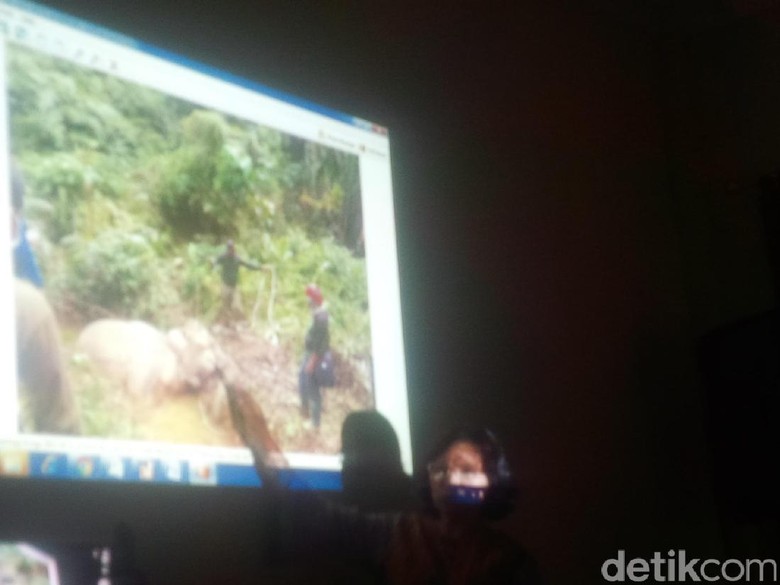 Seekor Gajah Betina Ditemukan Mati di Langkat Sumut Seekor Gajah Betina Ditemukan Mati di Langkat Sumut