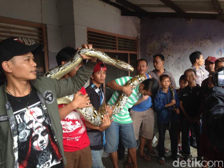 Warga Cirebon Tangkap Piton Sepanjang 4,5 Meter di Sarang Walet Warga Cirebon Tangkap Piton Sepanjang 4,5 Meter di Sarang Walet