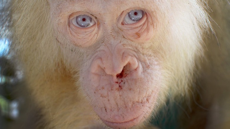 Kondisi Orangutan Albino di Kalimantan Membaik Kondisi Orangutan Albino di Kalimantan Membaik