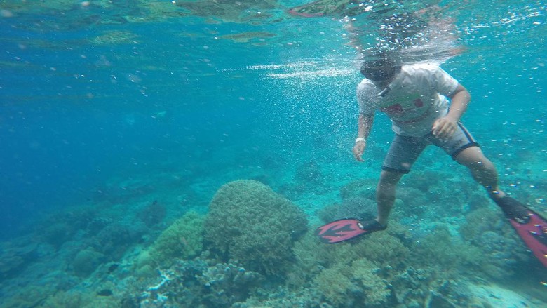 Snorkeling di Pulau Kri (Masaul/detikTravel) Snorkeling di Pulau Kri (Masaul/detikTravel)