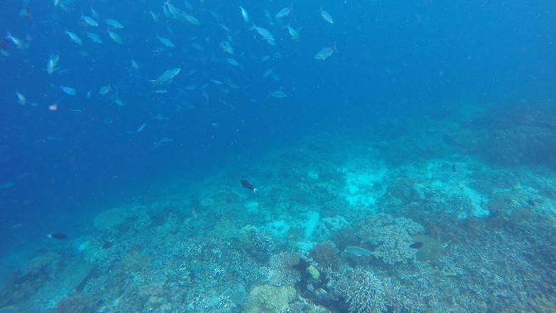 Foto: Pemandangan bawah laut sekitar Pulau Kri (Masaul/detikTravel) Foto: Pemandangan bawah laut sekitar Pulau Kri (Masaul/detikTravel)