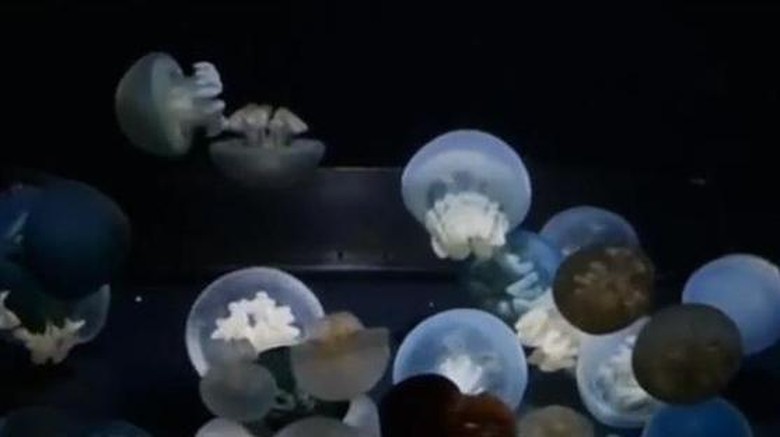 Ubur-ubur di Akuarium Kamo Jepang (Reuters) Ubur-ubur di Akuarium Kamo Jepang (Reuters)