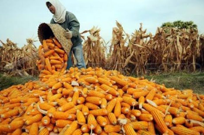 Ilustrasi jagung (Foto: Dok. Kementan) Ilustrasi jagung (Foto: Dok. Kementan)