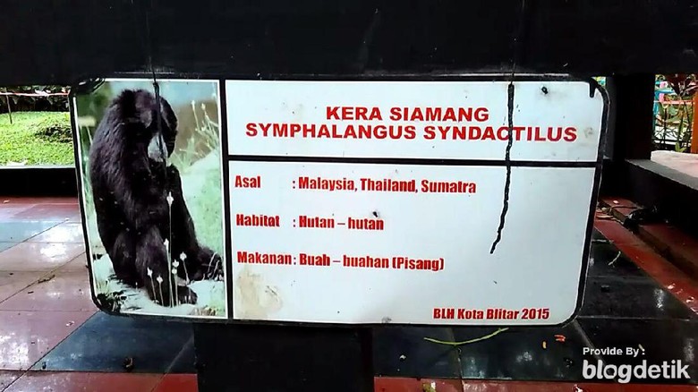 PROFAUNA: Siamang Gigit Balita Diduga Kesalahan Pemeliharaan PROFAUNA: Siamang Gigit Balita Diduga Kesalahan Pemeliharaan