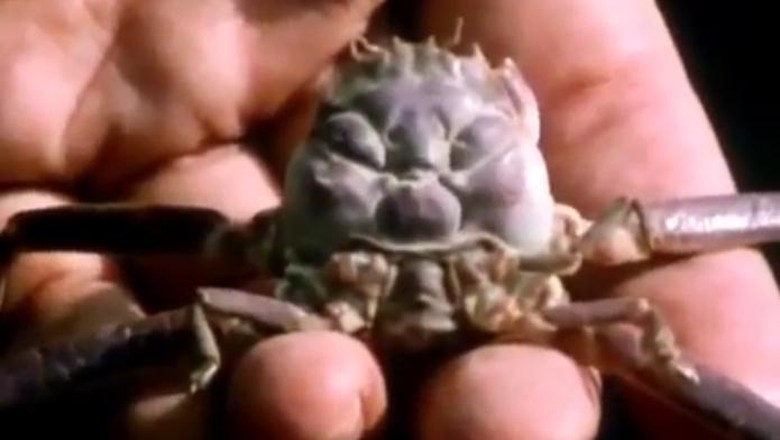 Foto: Samurai Crab di Jepang (Ultimate Archive/Youtube) Foto: Samurai Crab di Jepang (Ultimate Archive/Youtube)