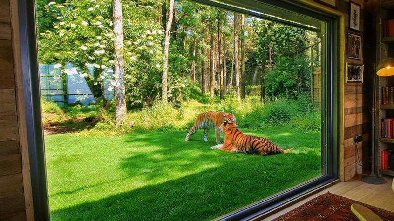 Penginapannya berada di dalam kandang harimau (aspinallfoundation.org) Penginapannya berada di dalam kandang harimau (aspinallfoundation.org)