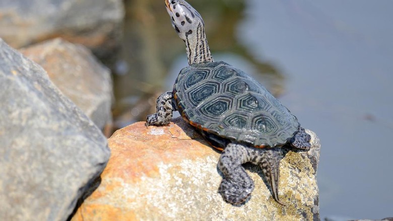 Ilustrasi kura-kura Diamondback Terrapin (Thinkstock) Ilustrasi kura-kura Diamondback Terrapin (Thinkstock)