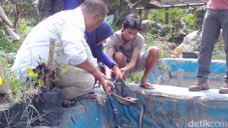 Kampus Kampung Sidat Banyumas Karena Dihidupi oleh Ikan Sidat Kampus Kampung Sidat Banyumas Karena Dihidupi oleh Ikan Sidat