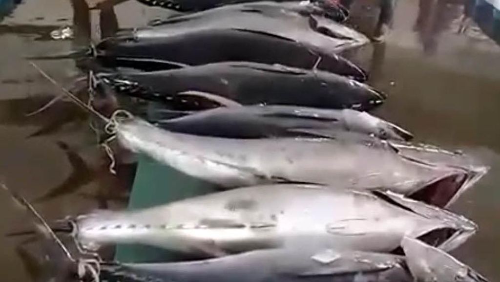 Masuk MURI! Ini Ikan Tuna Bakar Terbesar di Indonesia Masuk MURI! Ini Ikan Tuna Bakar Terbesar di Indonesia