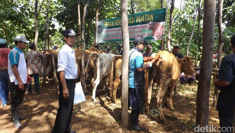 Jelang Idul Adha, Banyuwangi Buka Pelayanan Kesehatan untuk Ternak Jelang Idul Adha, Banyuwangi Buka Pelayanan Kesehatan untuk Ternak