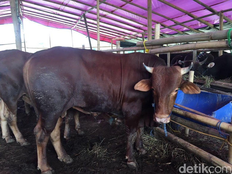 Jangan Salah Beli, Ini Tips Memilih Hewan Kurban yang Sehat Jangan Salah Beli, Ini Tips Memilih Hewan Kurban yang Sehat
