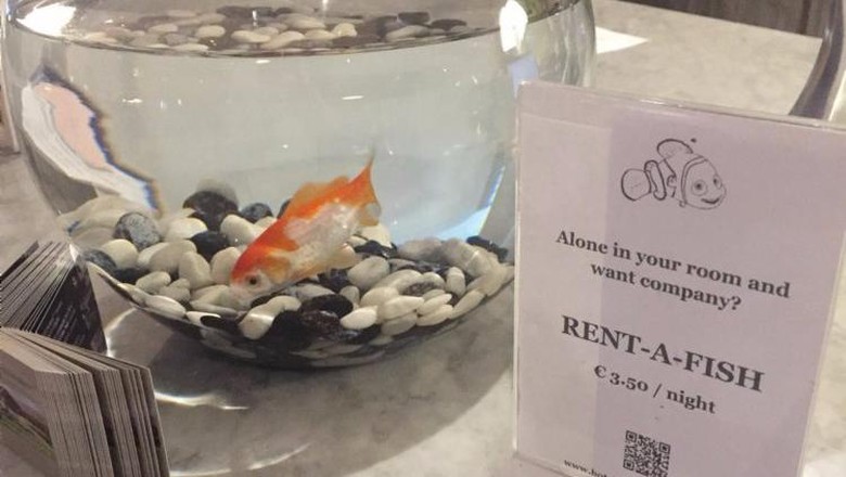 Mau rental ikan buat teman? (Twitter/Michelle Cooke) Mau rental ikan buat teman? (Twitter/Michelle Cooke)