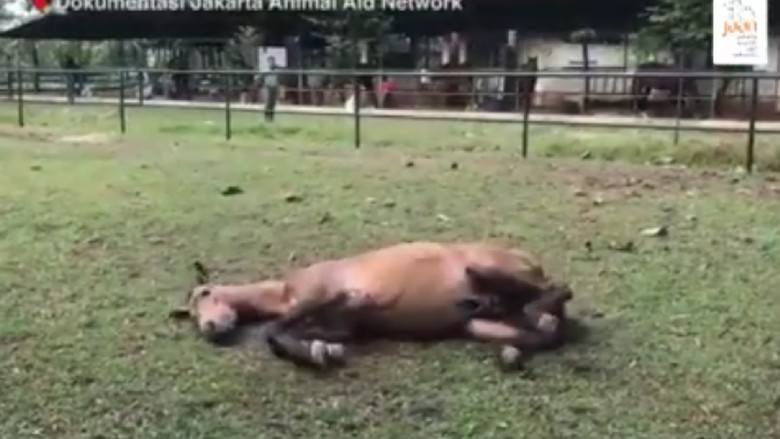 Mengharukan, Momen Kuda Chester Gembira Lihat Hamparan Rumput Mengharukan, Momen Kuda Chester Gembira Lihat Hamparan Rumput