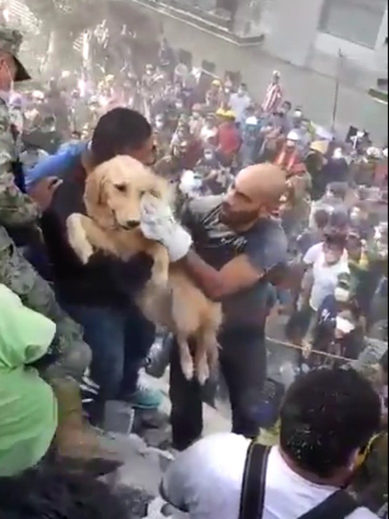 Momen Dramatis Penyelamatan Anjing dari Reruntuhan Gempa Meksiko Momen Dramatis Penyelamatan Anjing dari Reruntuhan Gempa Meksiko